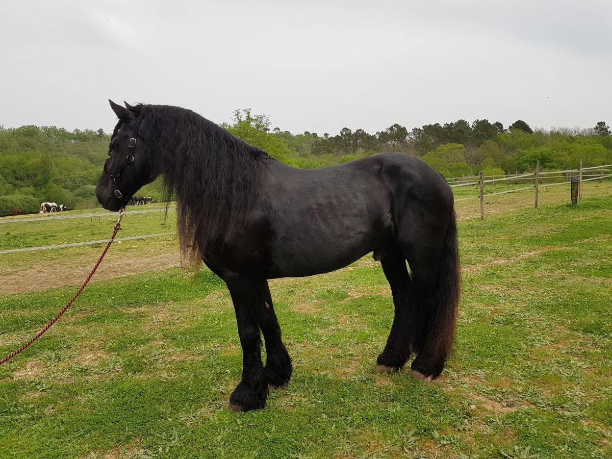Gite Equestre Domaine Des Crins - Monpazier Capdrot Kültér fotó