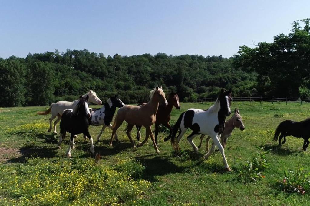 Gite Equestre Domaine Des Crins - Monpazier Capdrot Kültér fotó