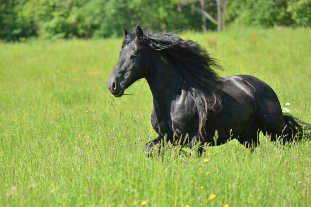 Gite Equestre Domaine Des Crins - Monpazier Capdrot Kültér fotó